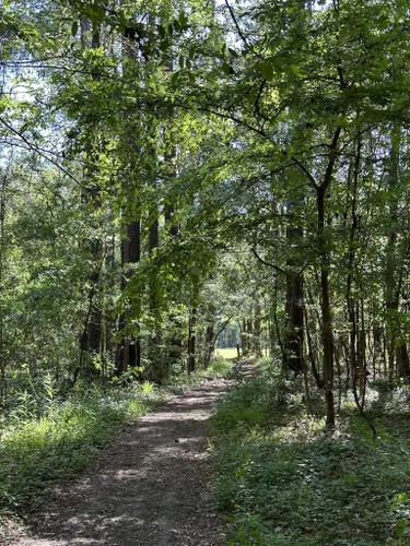 Escape to Serenity: Your Guide to Givhans Ferry State Park, South Carolina