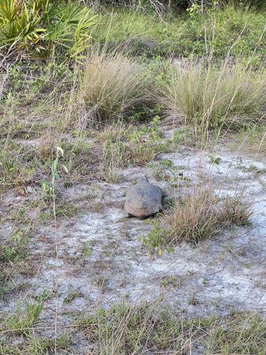 Best Hikes and Trails in Econlockhatchee Sandhills Conservation Area ...