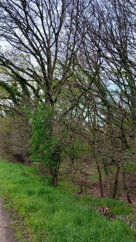 Durch den Diersfordter Wald zur Dünenlandschaft