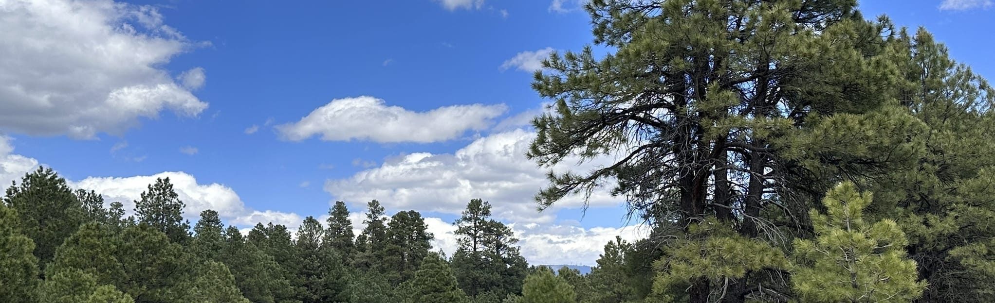 Ponderosa Park Trails, Arizona 139 Reviews, Map AllTrails