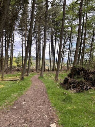 Beste wandelingen en routes in Cruagh Wood | AllTrails