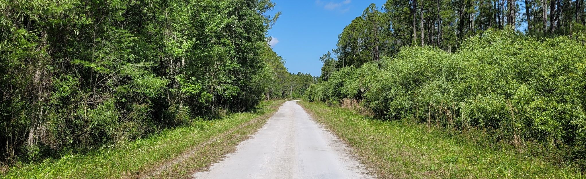 Green Swamp Wilderness Preserve Loop: 77 Foto's - Florida | AllTrails