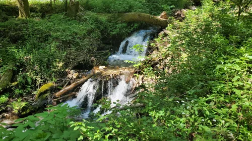 10 Best Hikes and Trails in Henry Cowell Redwoods State Park