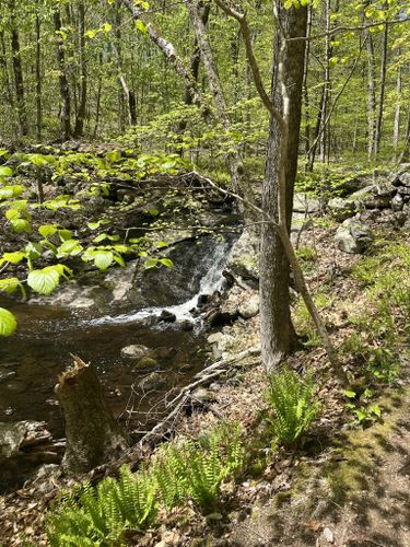 Best Hikes and Trails in Sawmill Brook Preserve | AllTrails