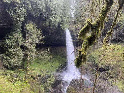 Best Short Trails in Silver Falls - EyJidWNrZXQiOiJhc3NldHMuYWxsdHJhaWxzLmNvbSIsImtleSI6InVwbG9hZHMvcGhvdG8vaW1hZ2UvNTkyMDI3MDgvNmVkMjljZjVmNzUzNWIwNWMwMDc0Yjk2YjYzZjE5MjUuanBnIiwiZWRpdHMiOnsidG9Gb3JtYXQiOiJ3ZWJwIiwicmVzaXplIjp7IndpZHRoIjo1MDAsImhlaWdodCI6NTAwLCJmaXQiOiJpbnNpZGUifSwicm90YXRlIjpudWxsLCJqcGVnIjp7InRyZWxsaXNRdWFudGlzYXRpb24iOnRydWUsIm92ZXJzaG9vdERlcmluZ2luZyI6dHJ1ZSwib3B0aW1pc2VTY2FucyI6dHJ1ZSwicXVhbnRpc2F0aW9uVGFibGUiOjN9fX0=