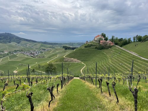 Durbacher Weinpanorama (Premiumwanderweg)