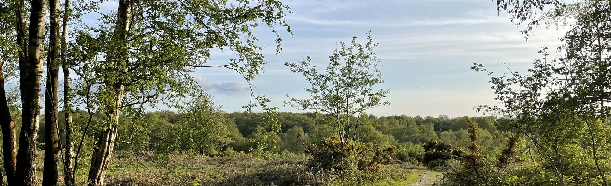 Headley Heath Circular, Surrey, England 90 Reviews, Map AllTrails