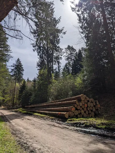 2023 Best Long Trails in Naturschutzgebiet Buchenwälder im Rosengarten