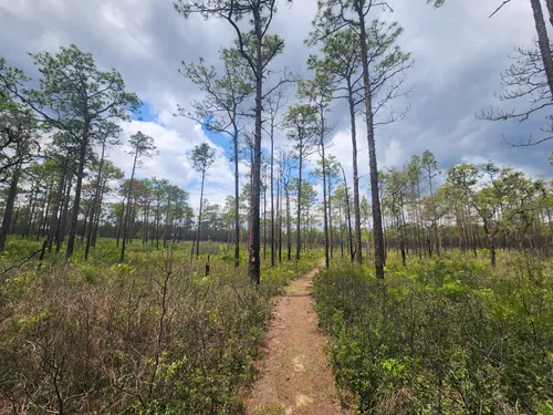 Camping near withlacoochee outlet state trail