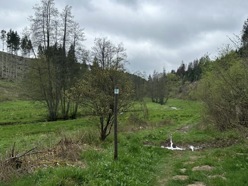 Saar-Hunsrück-Steig Etappe 7: Grimburgerhof - Reinsfeld