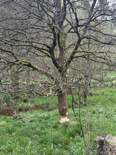 Saar-Hunsrück-Steig Etappe 7: Grimburgerhof - Reinsfeld