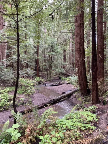 10 Best Hikes and Trails in Butano State Park AllTrails