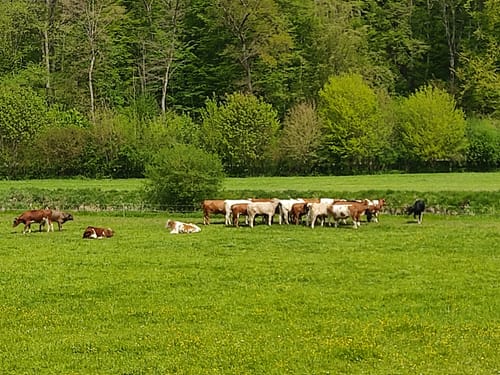 Von Herbrechtingen durchs Eselsburger Tal