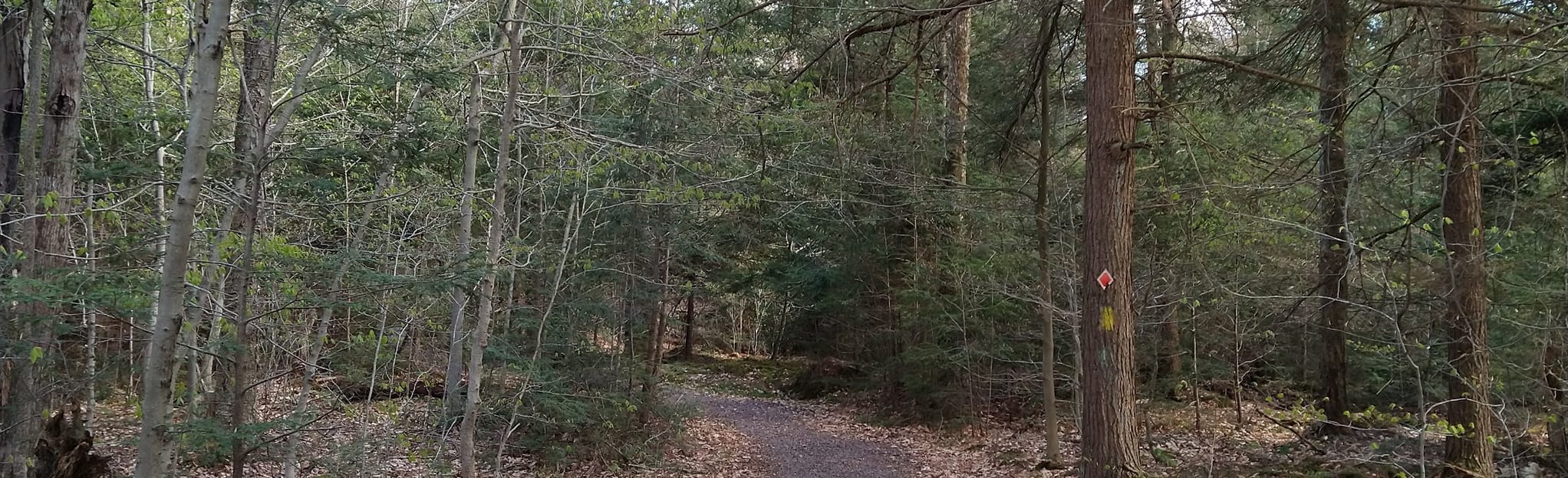 Ricketts Glen Bear Walk Trail 73 Reviews, Map Pennsylvania AllTrails