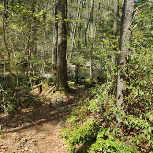 Best Hikes and Trails in Trout Brook Conservation Area AllTrails