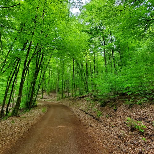 Hochspeyer Wanderweg 3