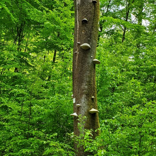 Hochspeyer Wanderweg 3