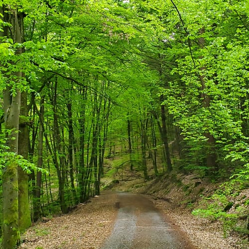 Hochspeyer Wanderweg 3