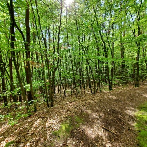 Hochspeyer Wanderweg 3