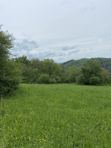 Durch das NSG Berghauser Matten