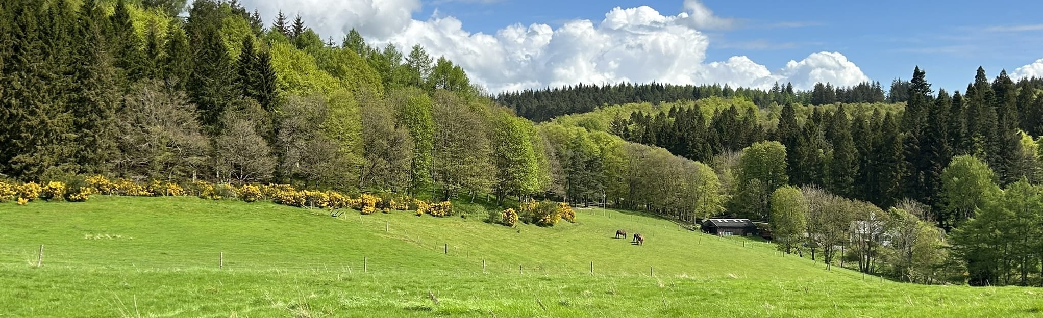 Kinnoull Hill and Woodland Circular, Perth and Kinross, Scotland 62