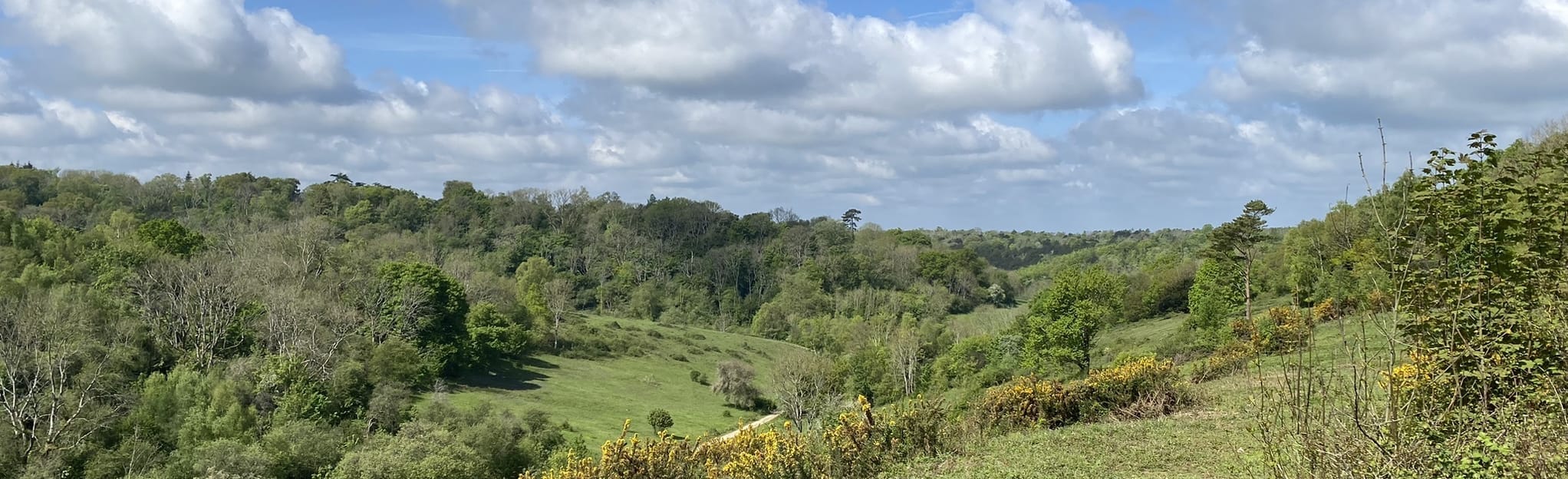 Headley Heath and White Downs Circular, Surrey, England 32 Reviews