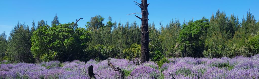 Explore Wallflower Loop AllTrails