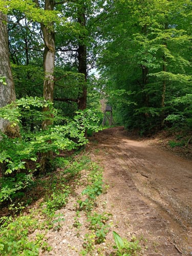 Sankt Ottilien P22 (Premiumwanderweg)