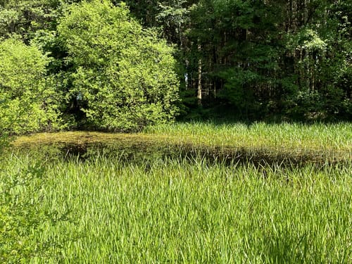 Naturparktrail Südteil-Schwalenberger Wald und Mörth