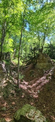 Asbach-Sickenberg P16 (Premiumwanderweg)