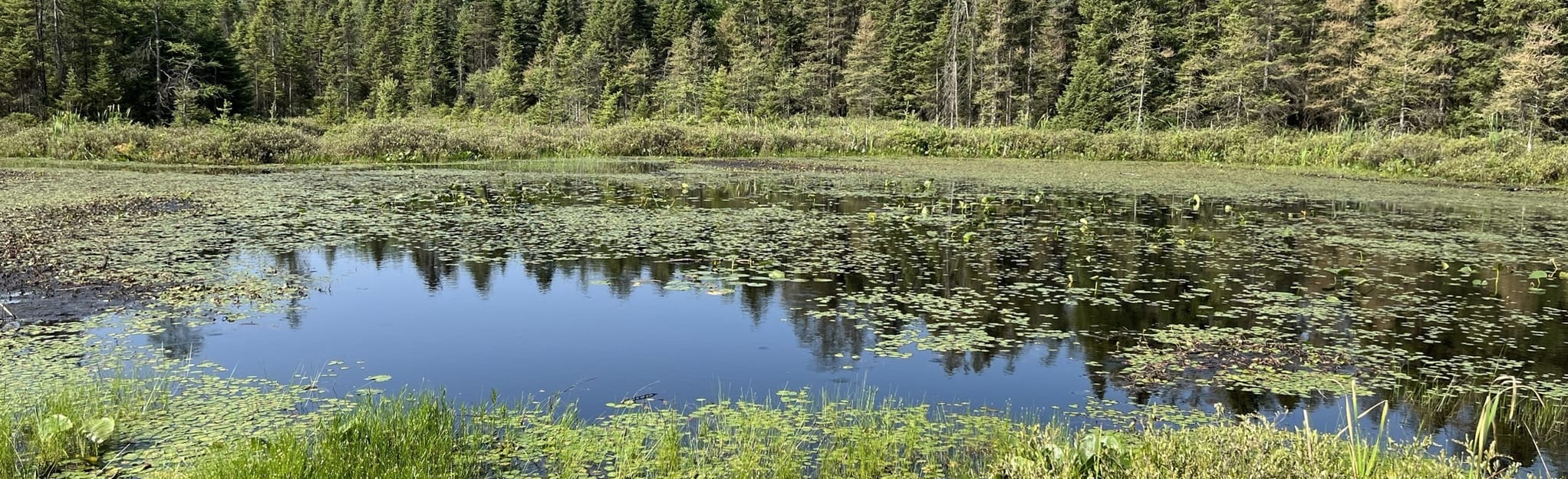 Sifton Bog Dock Trail 205 Reviews, Map Ontario, Canada AllTrails