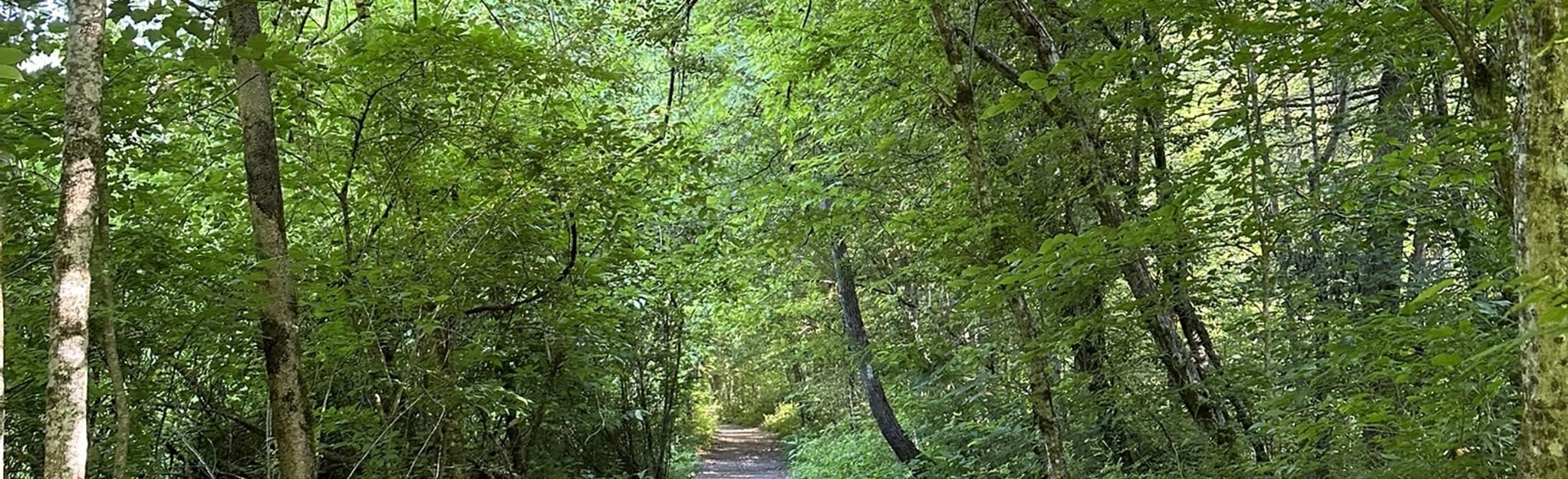 Davidson River Campground to Brevard Trail 122 Reviews, Map North Carolina AllTrails