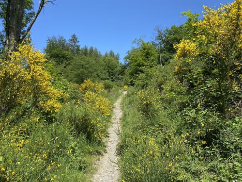 Idyllische Bäche und Höhen nördlich der Rurtalsperre