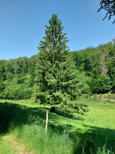 Rundwanderweg Oberraden 1