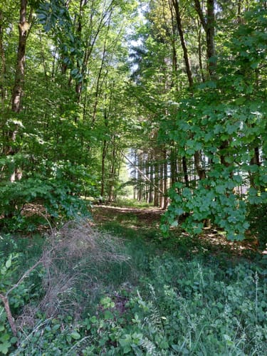 Rundwanderweg Oberraden 1