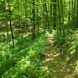 Tecumseh Trail, Indiana - 294 Reviews, Map | AllTrails