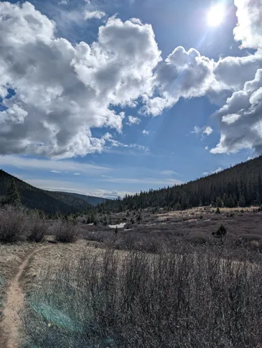 are dogs allowed in buffalo peak wilderness