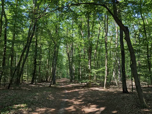 Best Views Trails in Naturschutzgebiet Tiergarten AllTrails