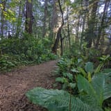 Kalaloch shop nature trail