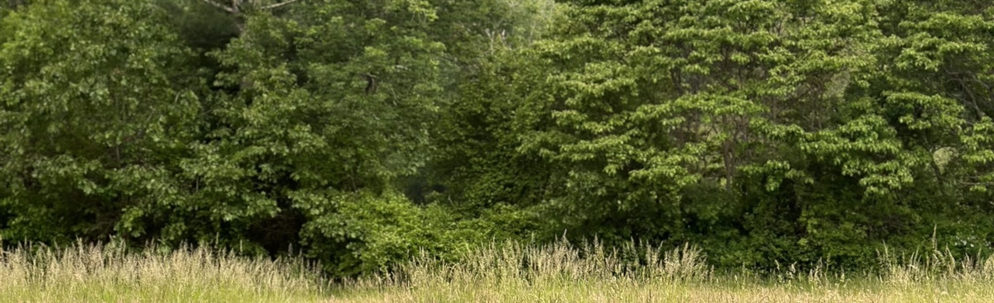 Pudding Hill Trail Loop, Massachusetts 21 Reviews, Map AllTrails