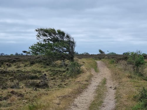 Braderuper Heide