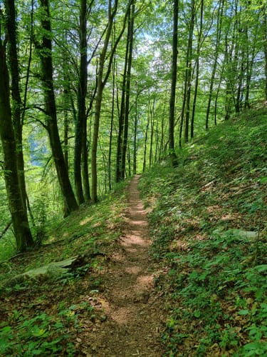 Seeburgsteig (Premiumwanderweg)