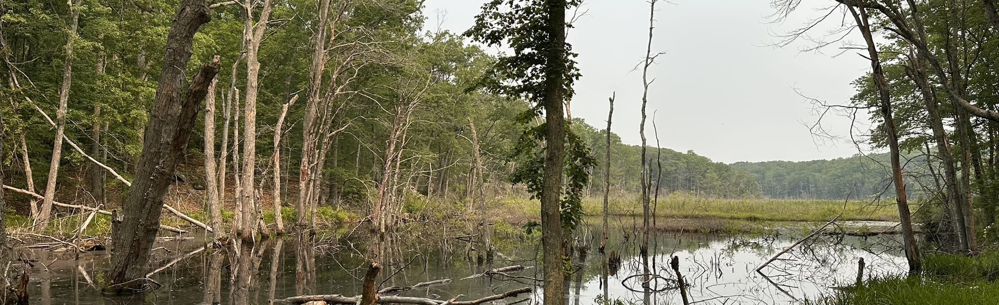 Ingham Hill Road to Essex Road 178 Reviews, Map Connecticut AllTrails