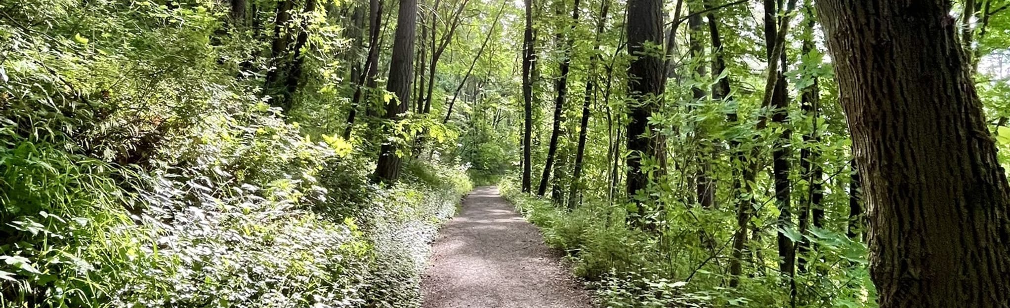 Iron Mountain Trail, Oregon 452 Reviews, Map AllTrails