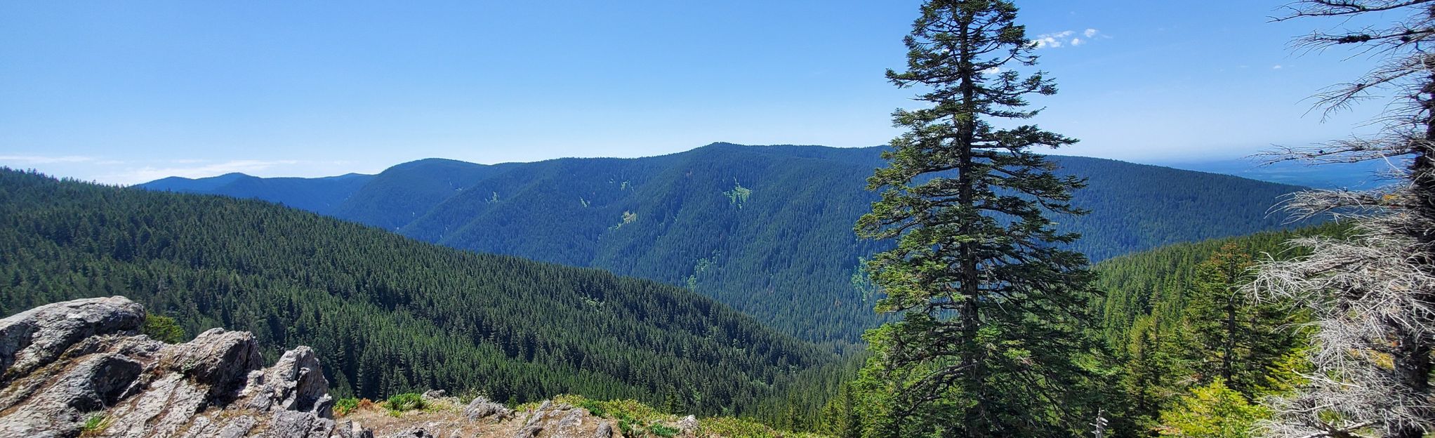 Wildcat Mountain Trail #781F via Douglas Trail #781, Oregon - 218 ...