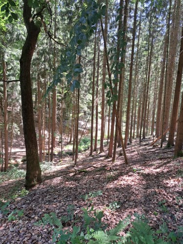 Schwarzer Fuchs, Rundwanderweg Sommerkahl