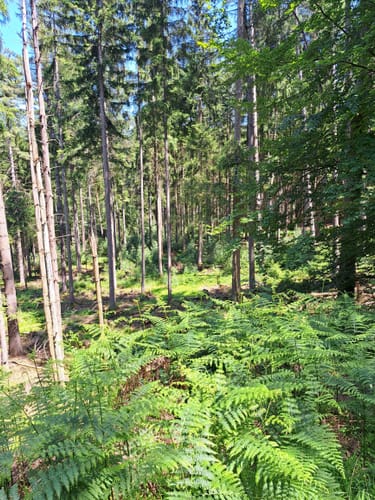 Schwarzer Fuchs, Rundwanderweg Sommerkahl