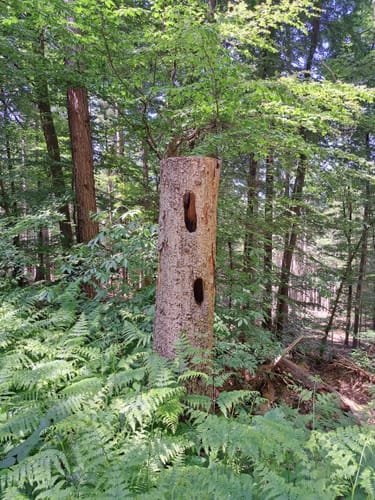 Schwarzer Fuchs, Rundwanderweg Sommerkahl