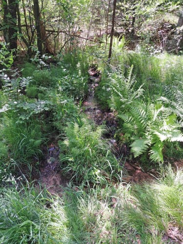 Schwarzer Fuchs, Rundwanderweg Sommerkahl
