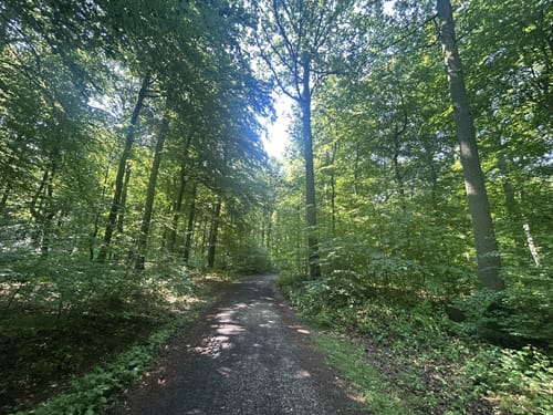 Mosel-Camino (Jakobsweg): Koblenz-Stolzenfels - Trier-St. Matthias